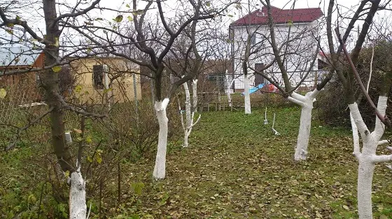 Побелка деревьев