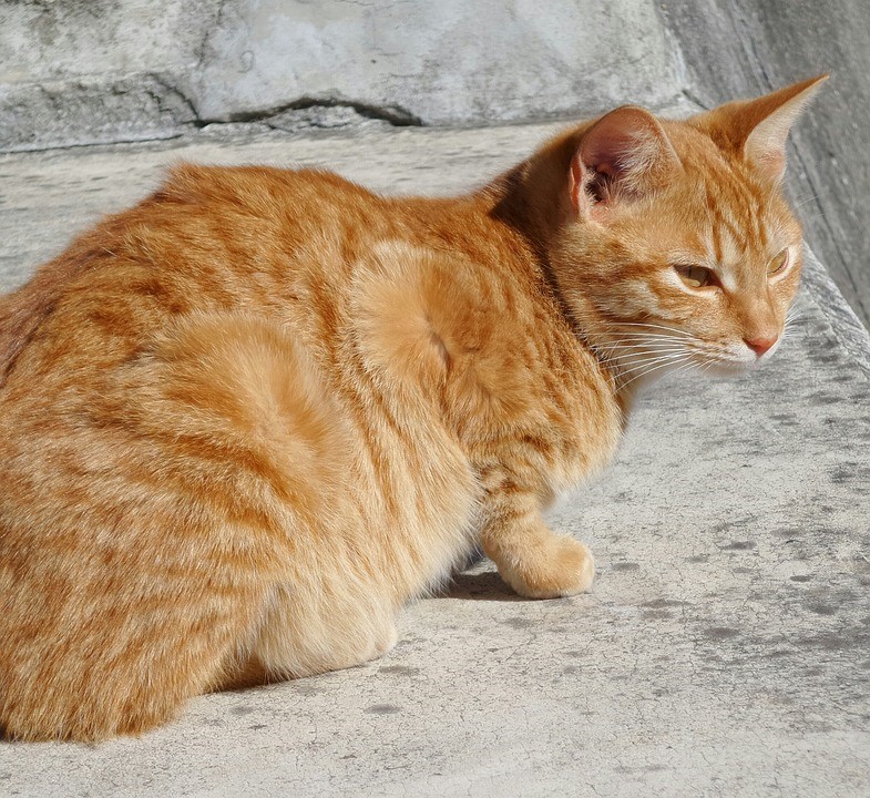 Кот на бетонной площадке